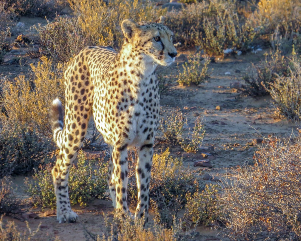 Cheetah 