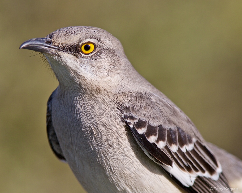 Northern Mockingbird