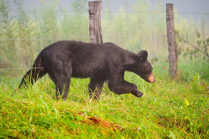 Bear 4, Cades Cove , Smoky Mountains