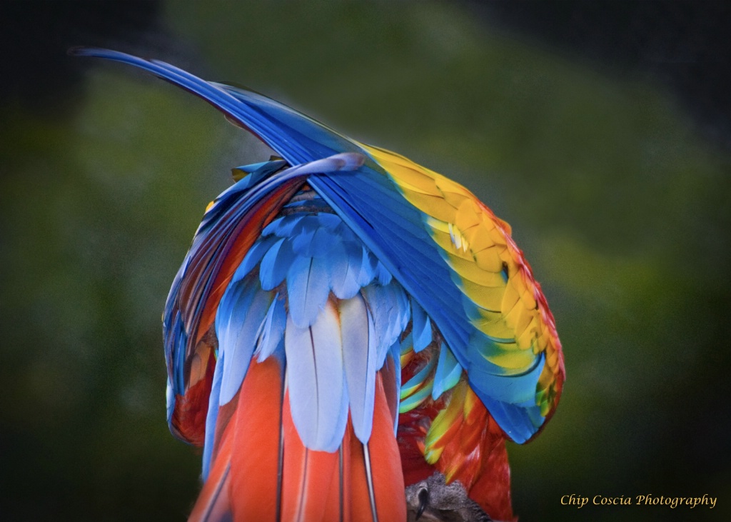 Parrot, Rainbow Colors