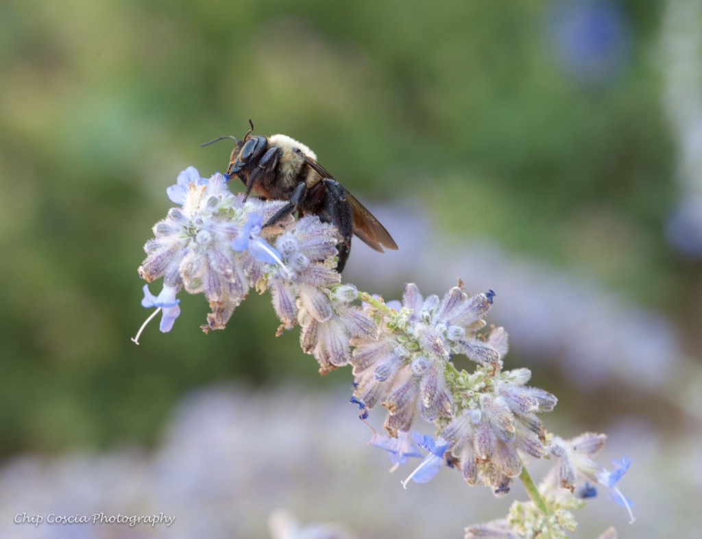 Bee Savoring Pollen