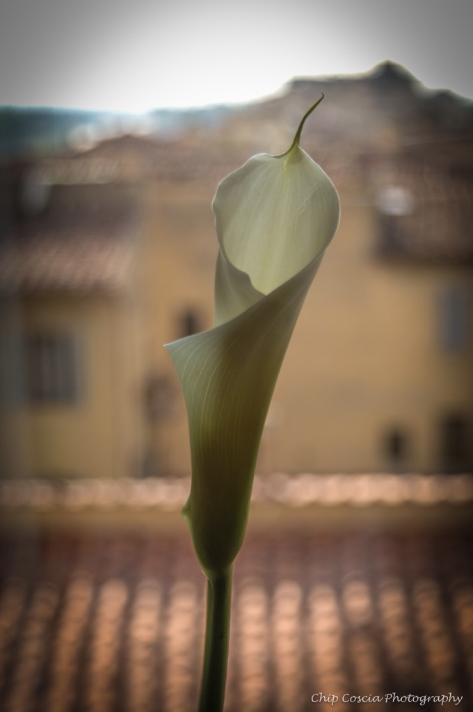 Calla Lily In Florence, Italy