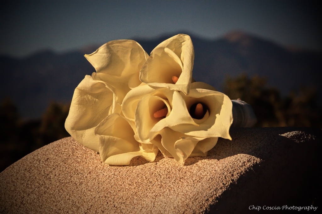 Calla Lilys  In New Mexico
