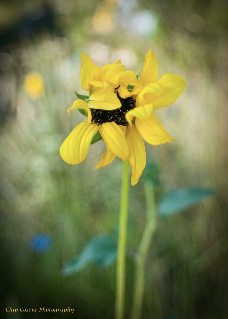 Windblown Sunflower