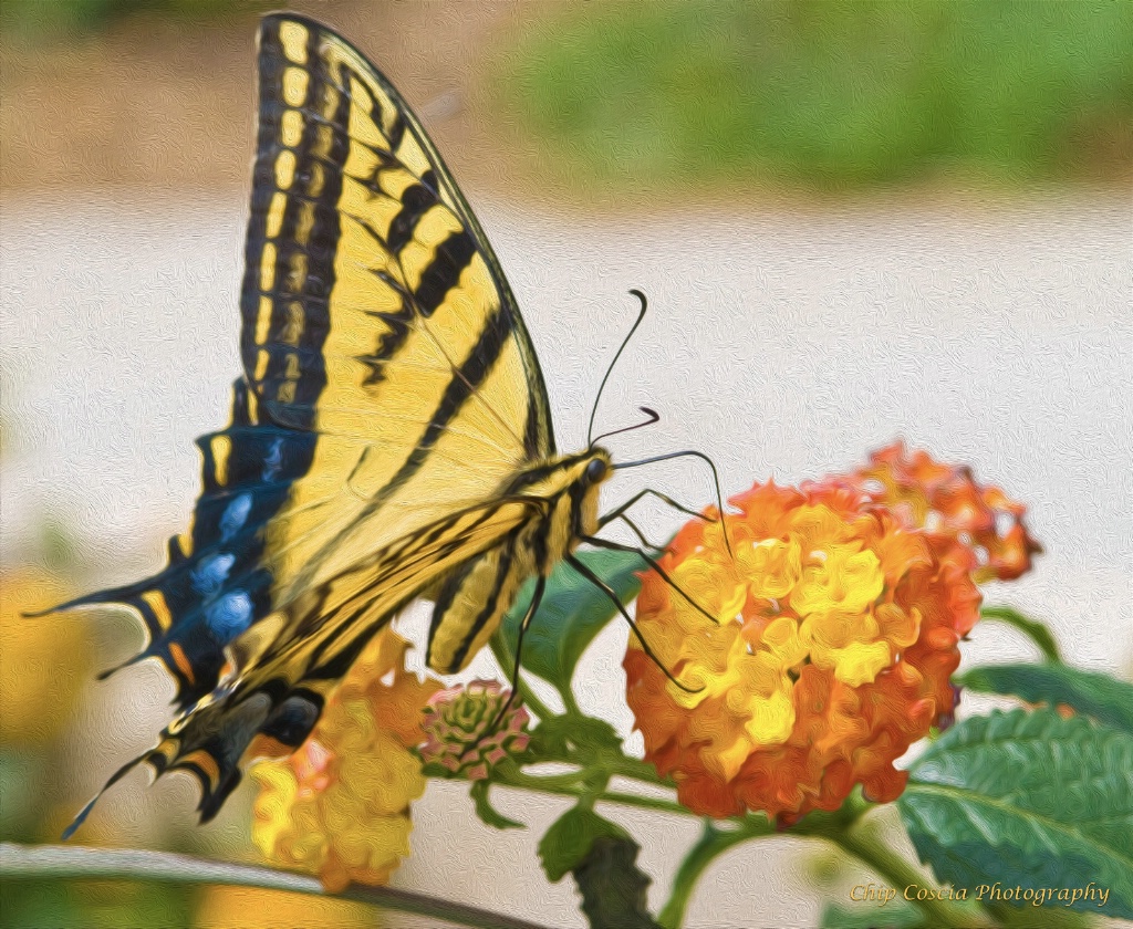 Monarch Butterfly #1