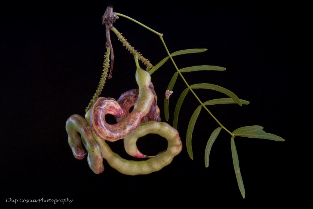 Tangled Mesquite Seed Pods