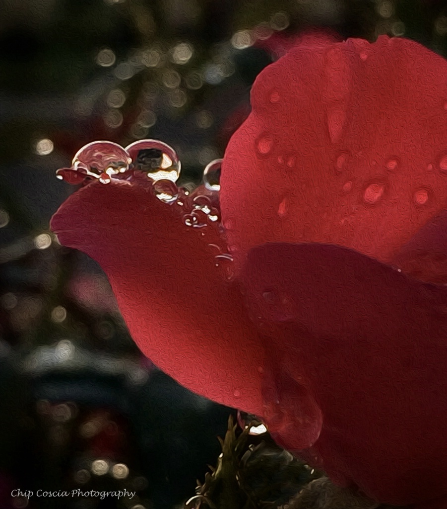 Rose Bud After The Rain