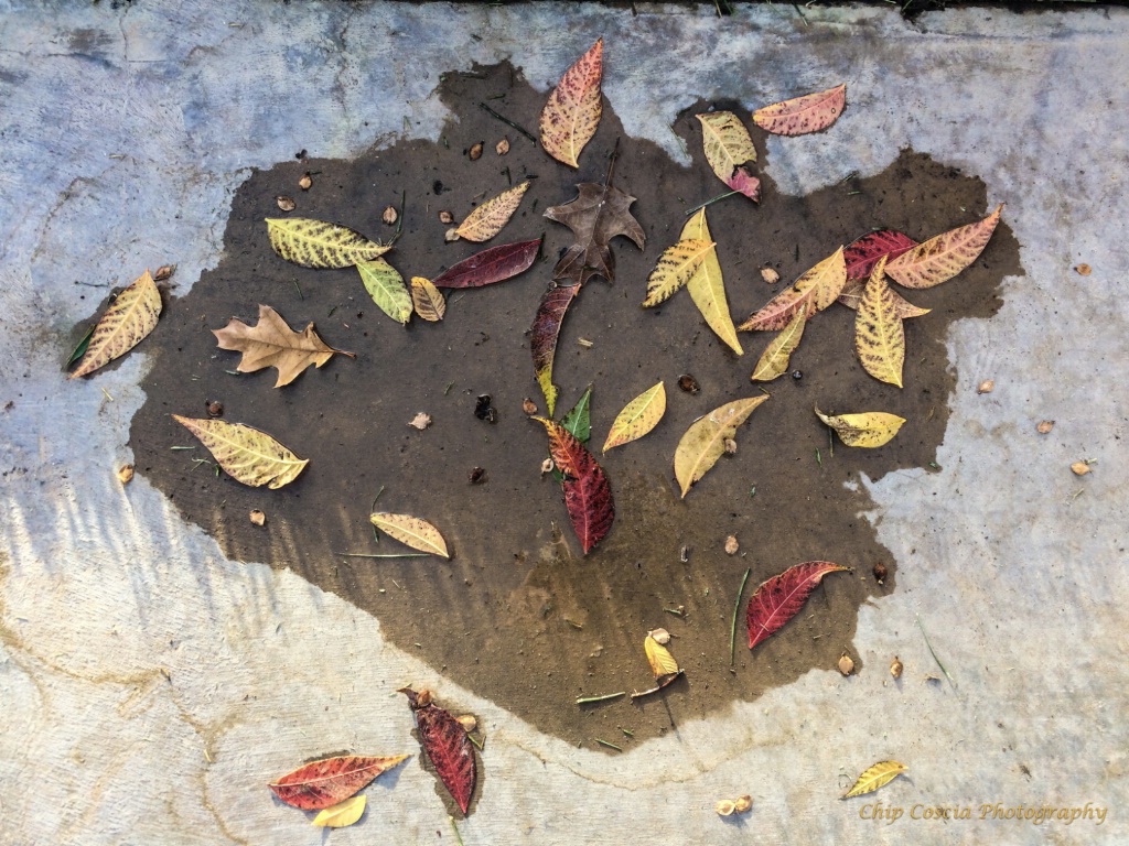 Autumn Leaves On Sidewalk