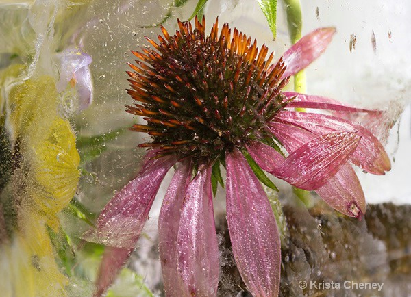 Coneflower in ice III