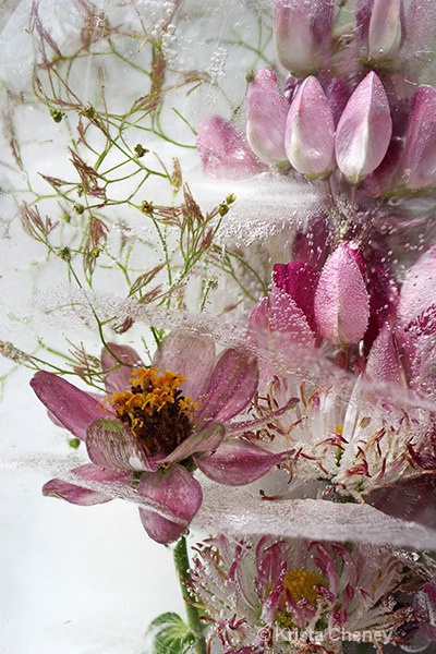 Pink zinnia and lupine in ice