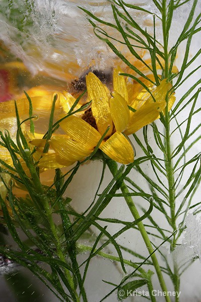 Rudbeckia in ice