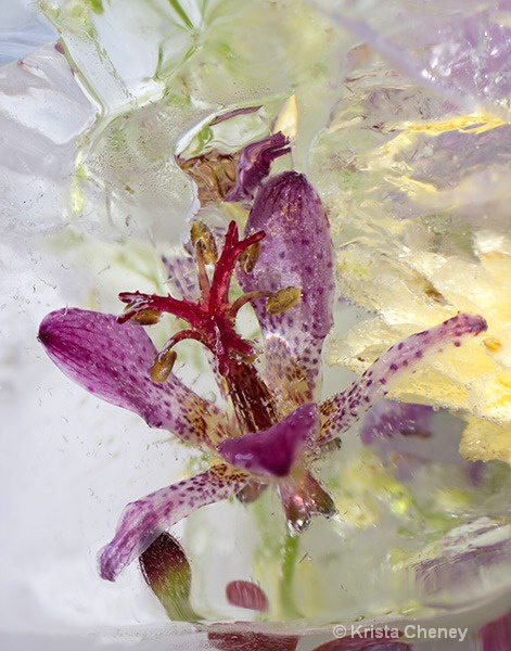 Toad lily in ice