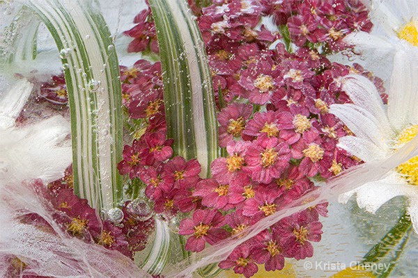 Verbena in ice