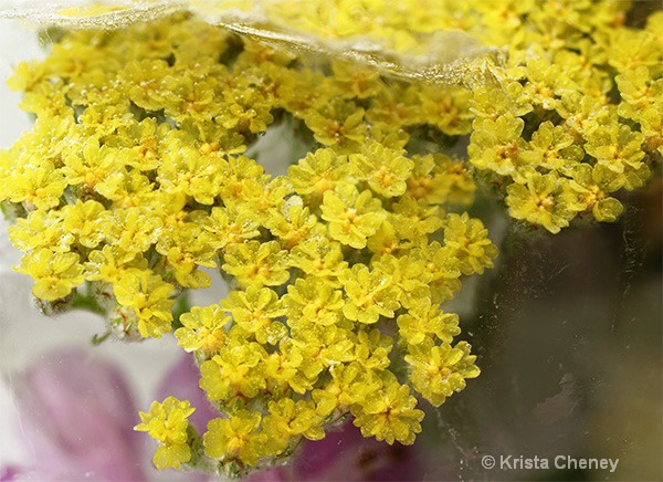 Yellow yarrow in ice
