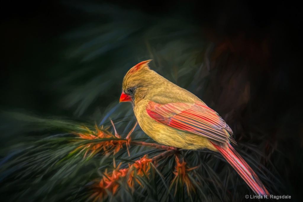 Female Cardinal in pines