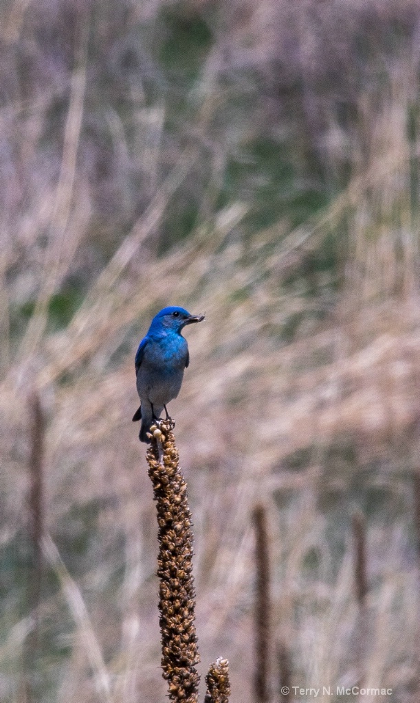 Mountian Blue Bird