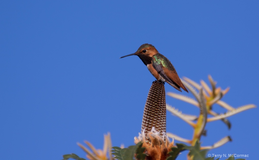 Allen's Hummingbird
