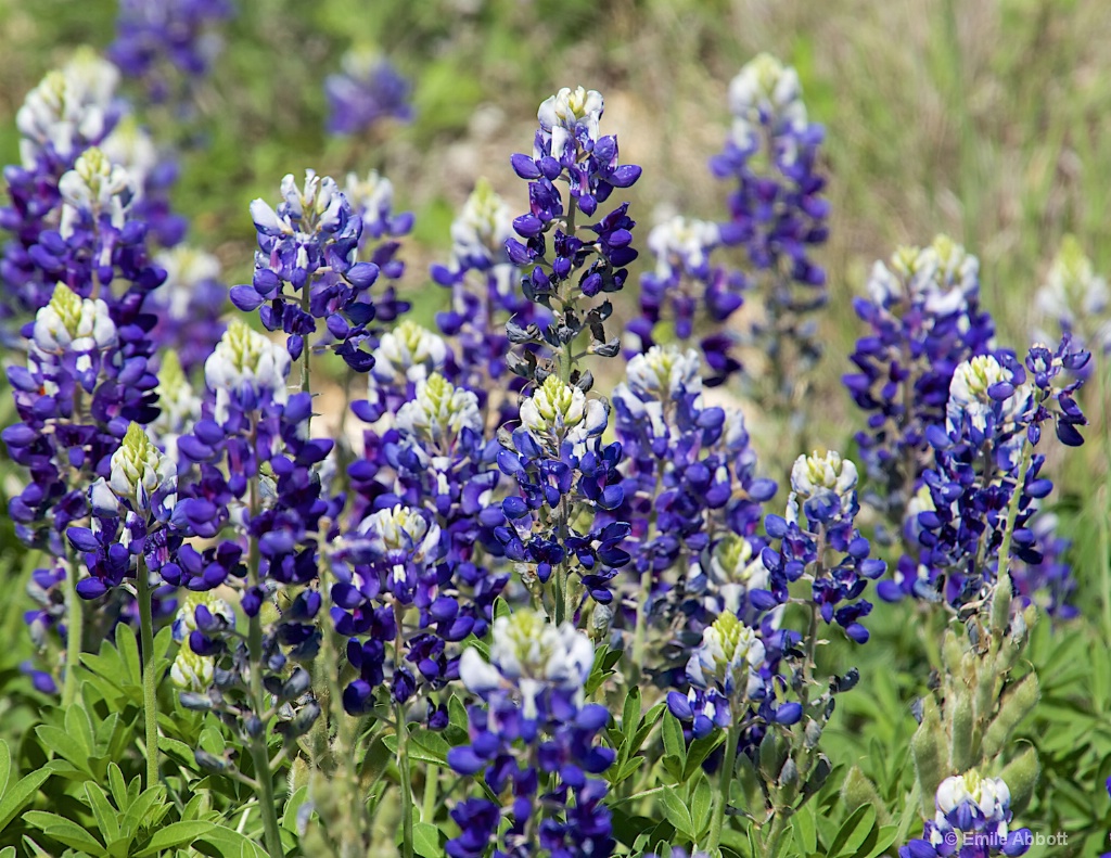 Roadside Blue Bonnets