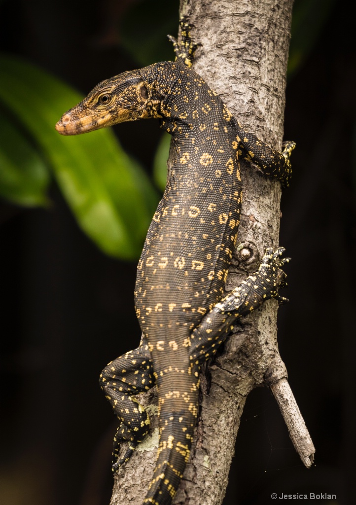 Water Monitor Lizard