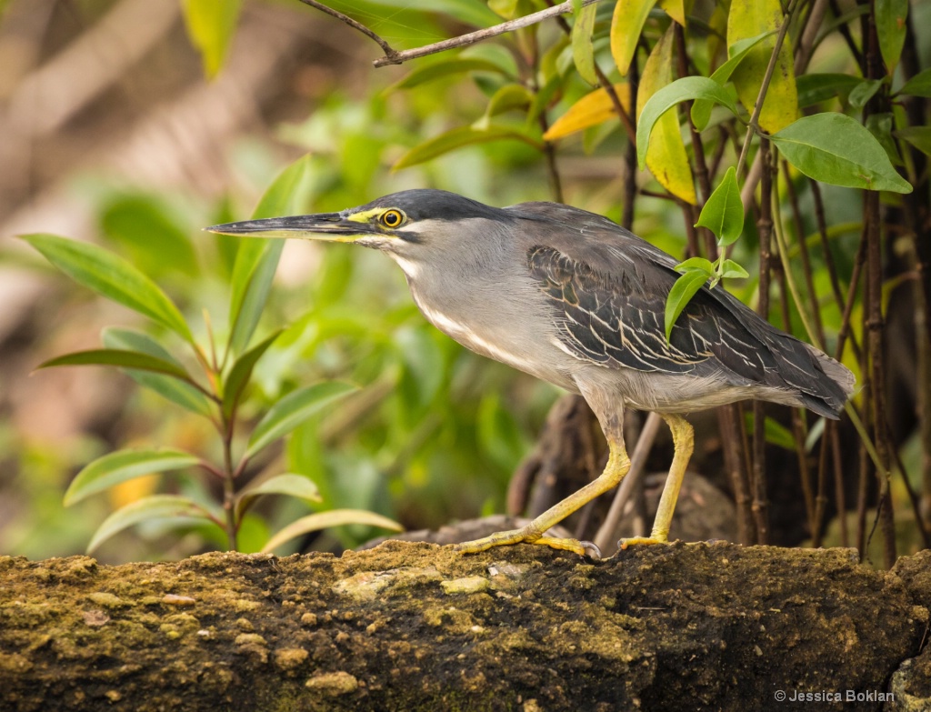 Black-Crowned Night Heron