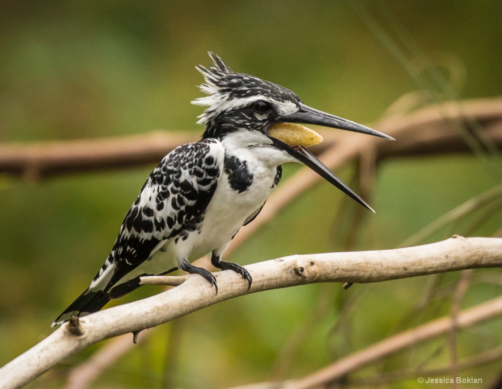 Lesser Pied Kingfisher with Breakfast