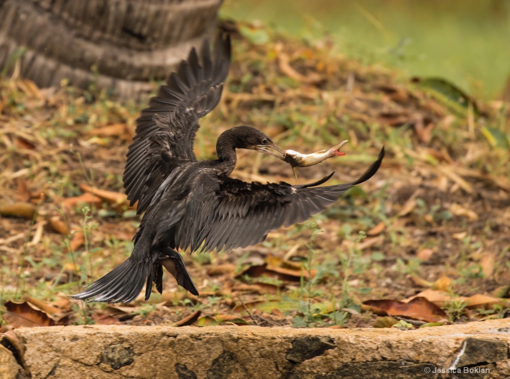 Litte Cormorant Catching Catfish