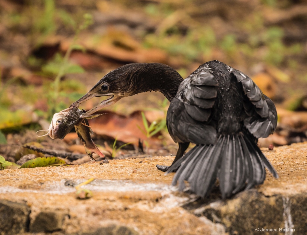 Little Cormorant with Catfish