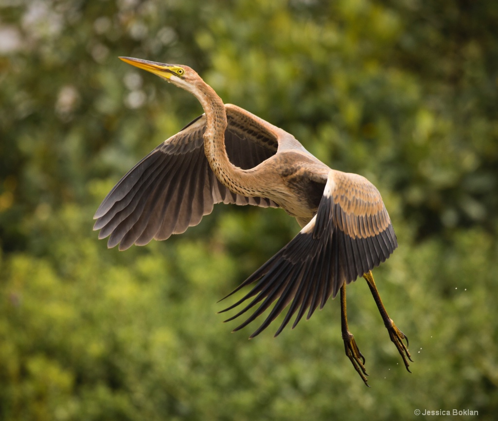 Purple Heron