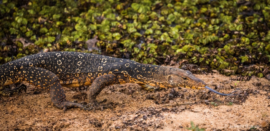 Land Monitor Lizard