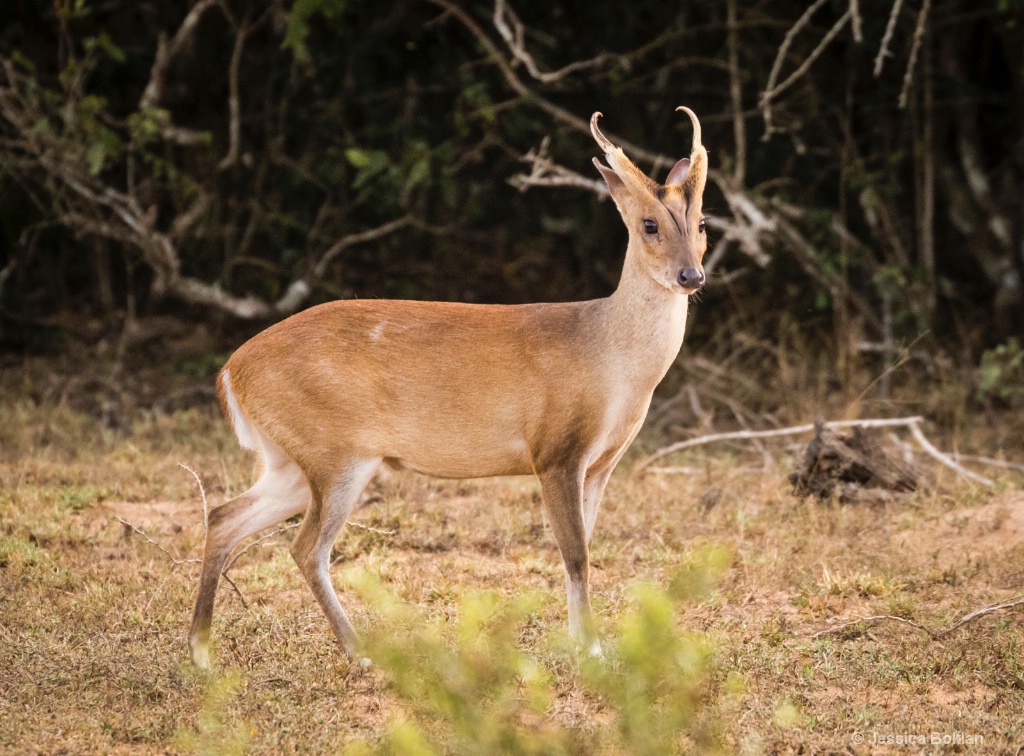 Barking Deer Male