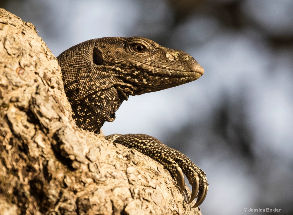 Land Monitor Lizard