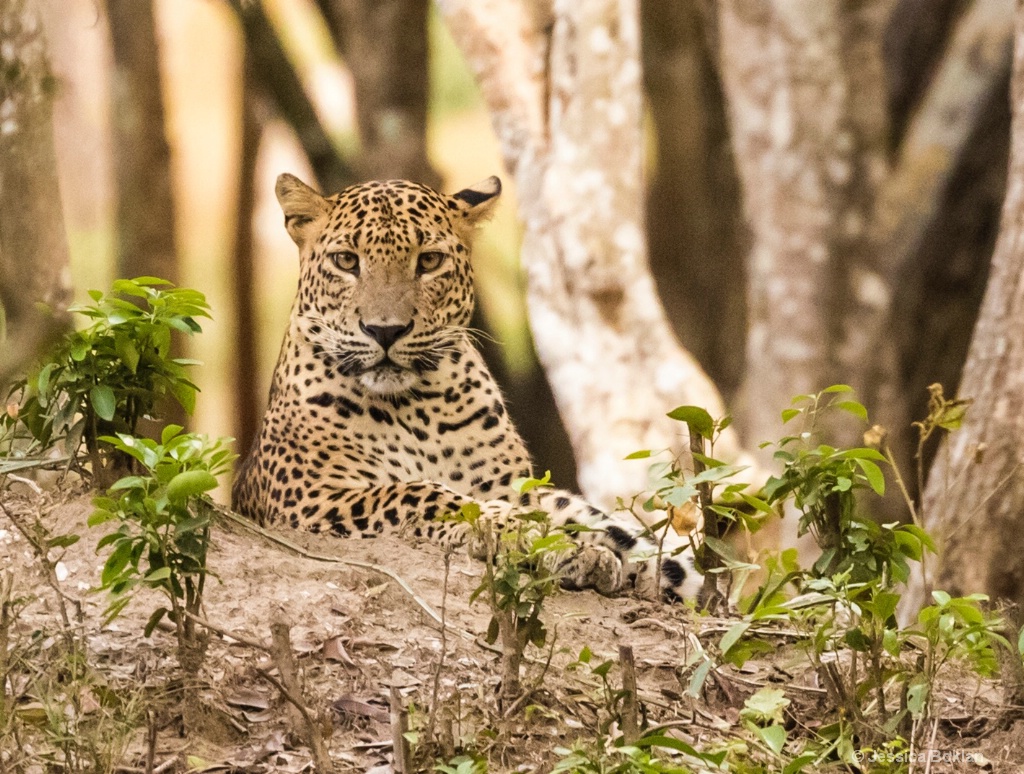 Perched Leopard