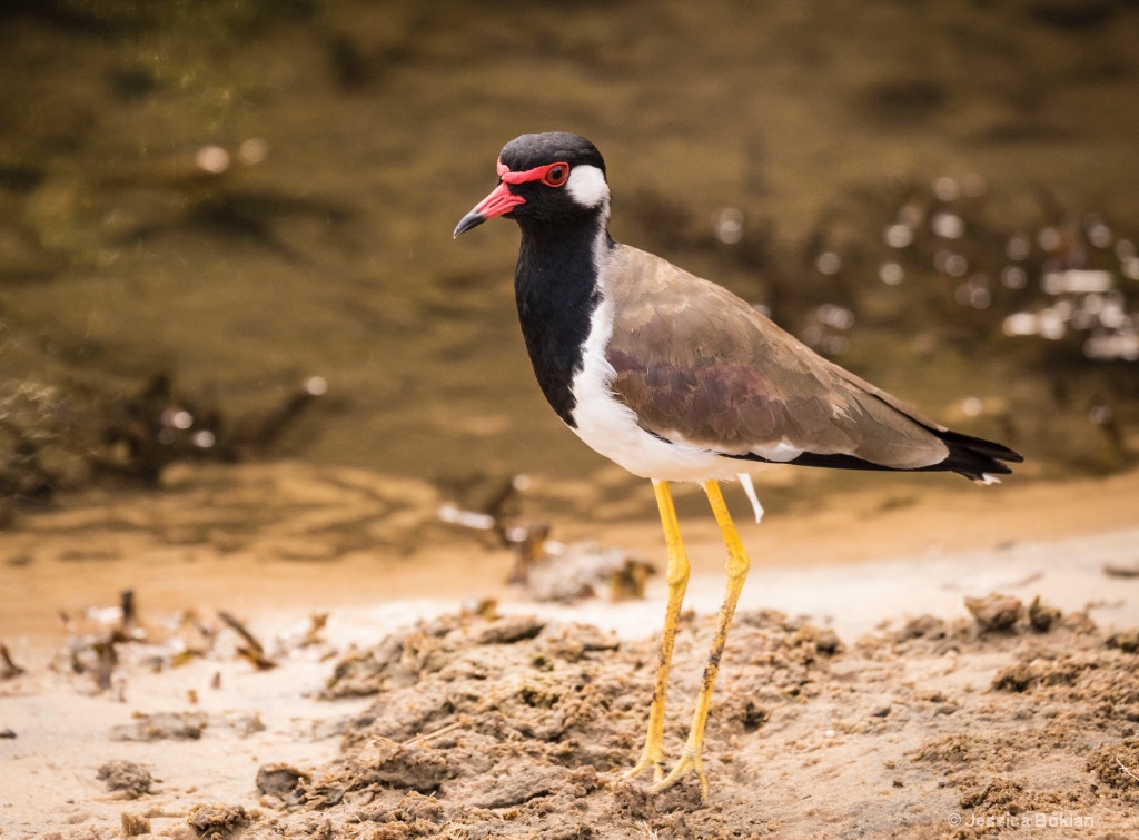 Red-Wattled Lapwing