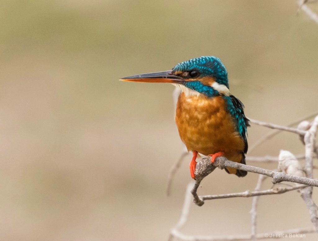 Common Kingfisher