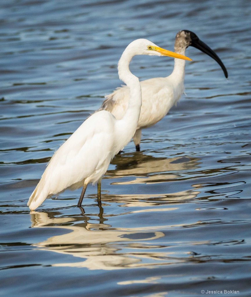 Greater Egret with Black-headed Ibis
