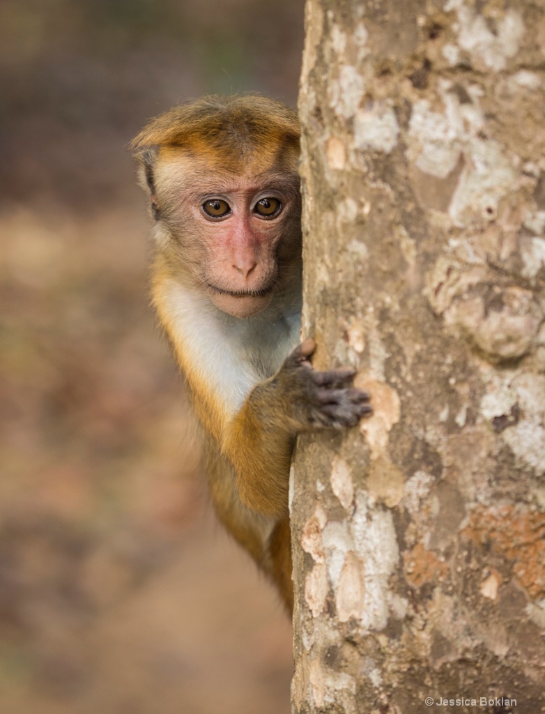 Toque Macaque