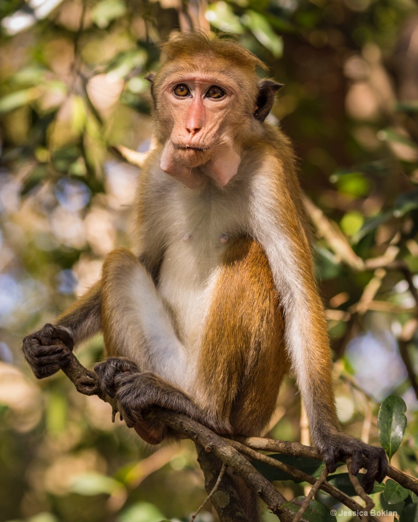 Toque Macaque