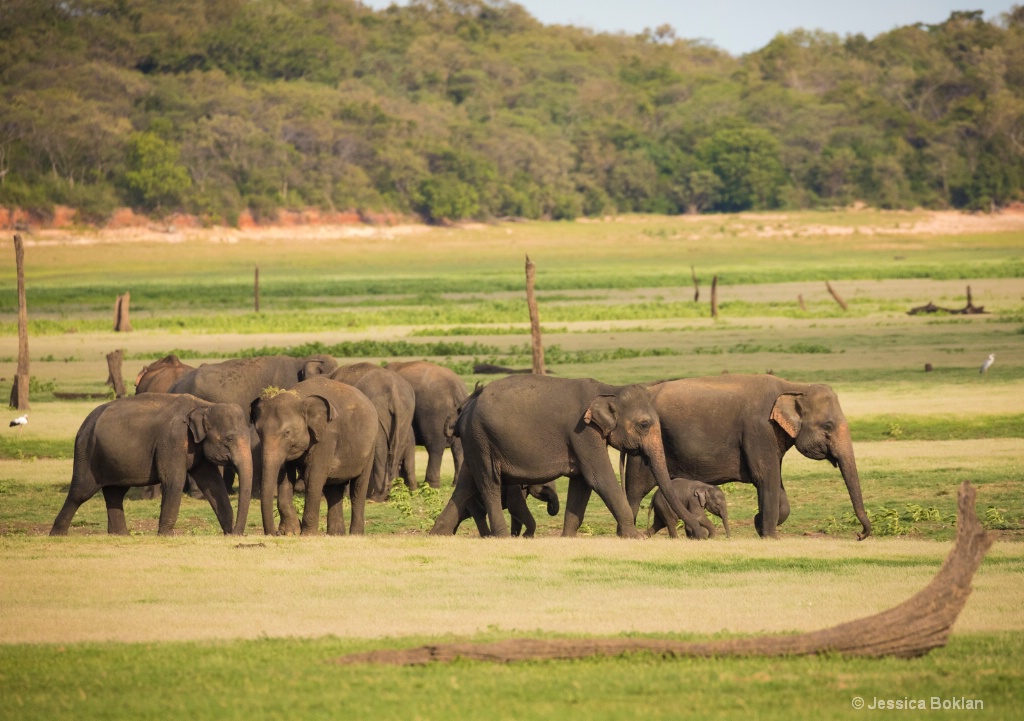 The Elephant Gathering