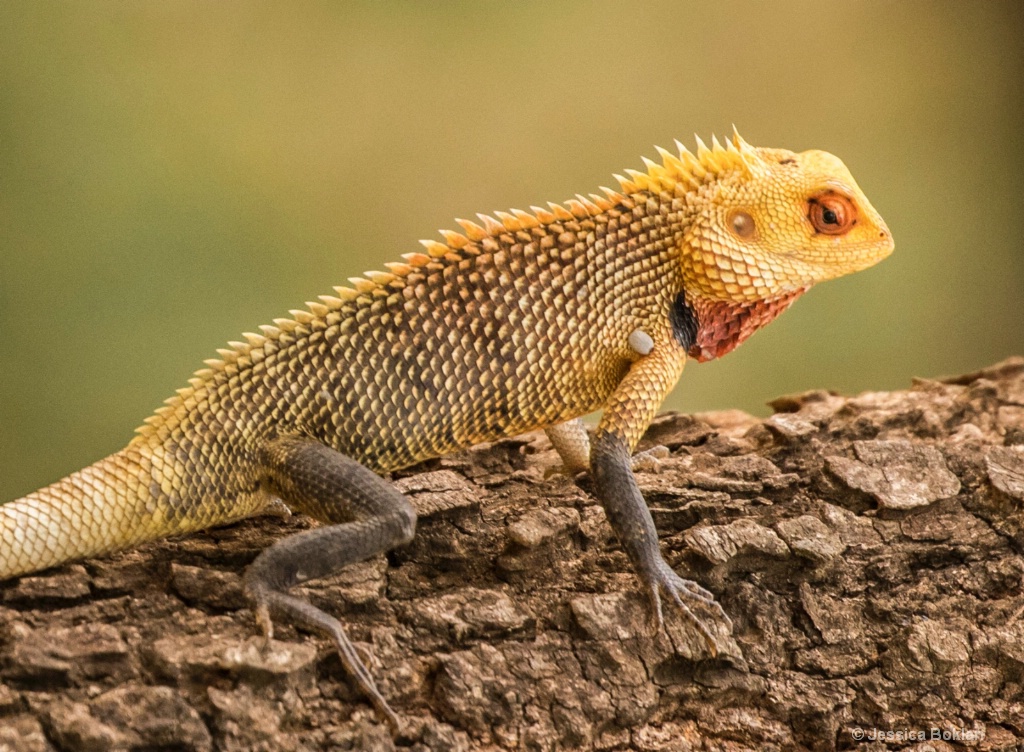 Common Garden Lizard Male