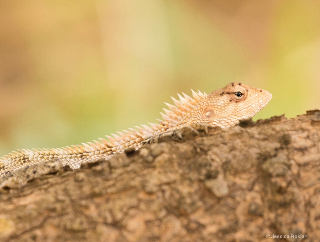 Common Garden Lizard Female