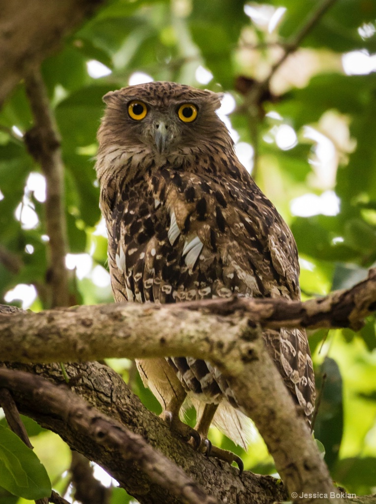 Brown Fish-Owl