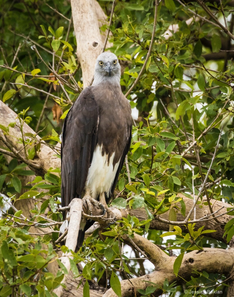 Grey-Headed Fish-Eagle