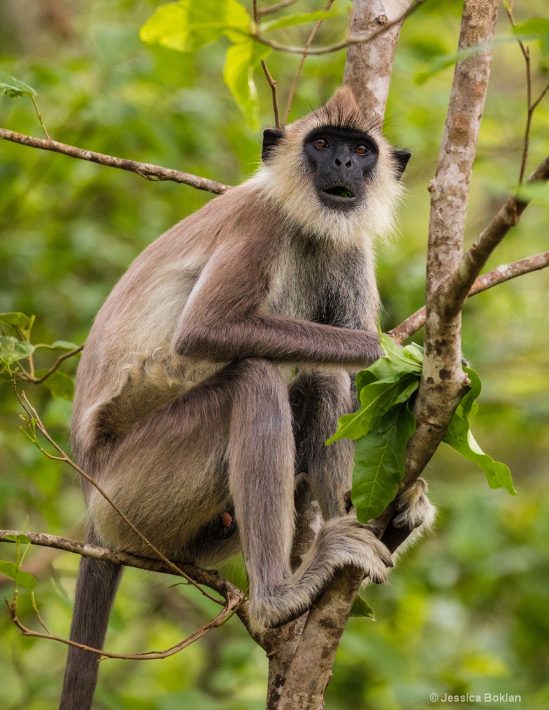 Grey Langur