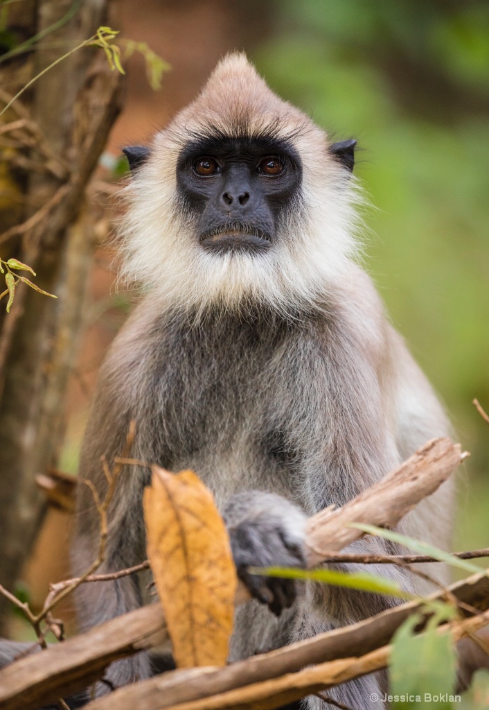 Grey Langur