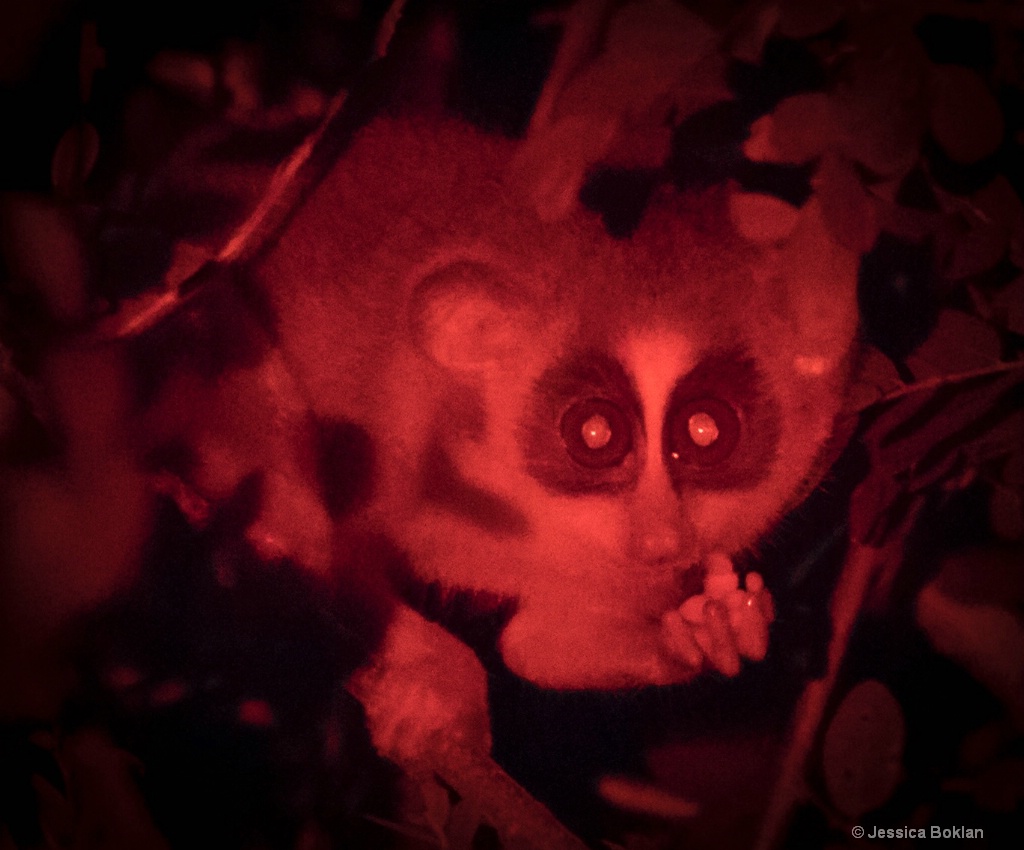 Grey Slender Loris