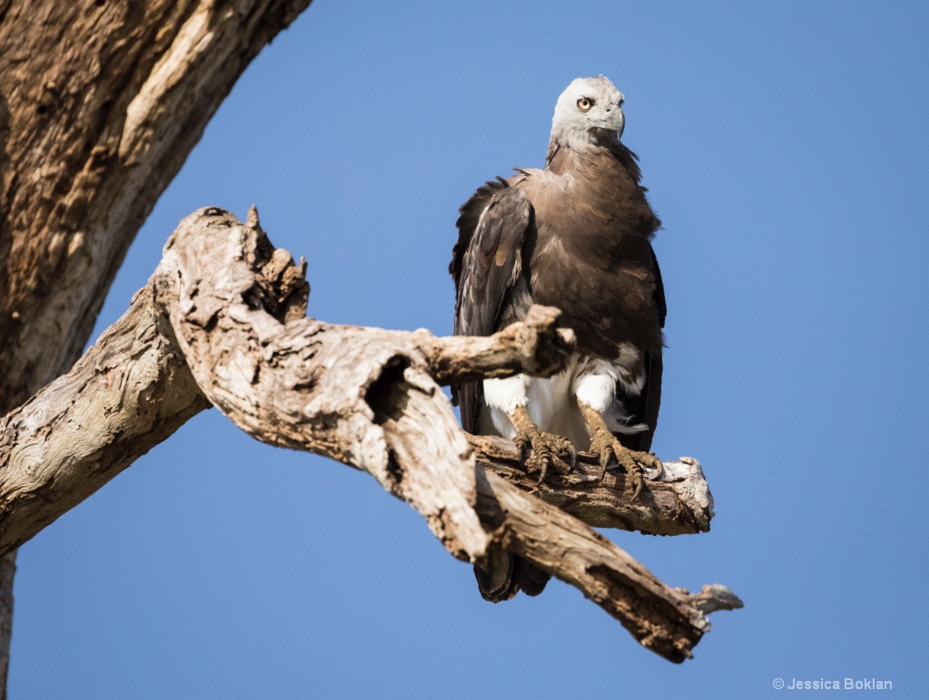 Grey-Headed Fish-Eagle