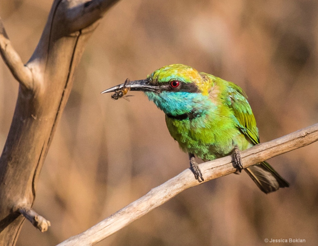 Little Green Bee-Eater