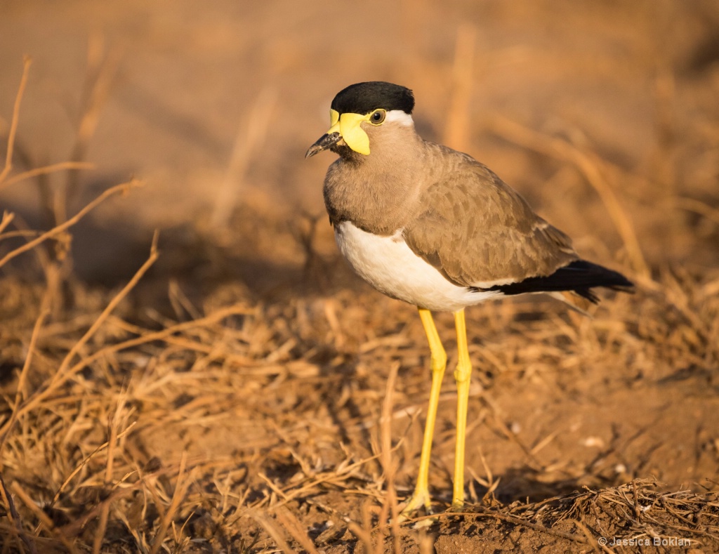 Yellow-Wattled Lapwing