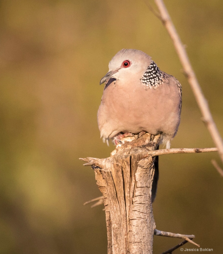 Spotted Dove