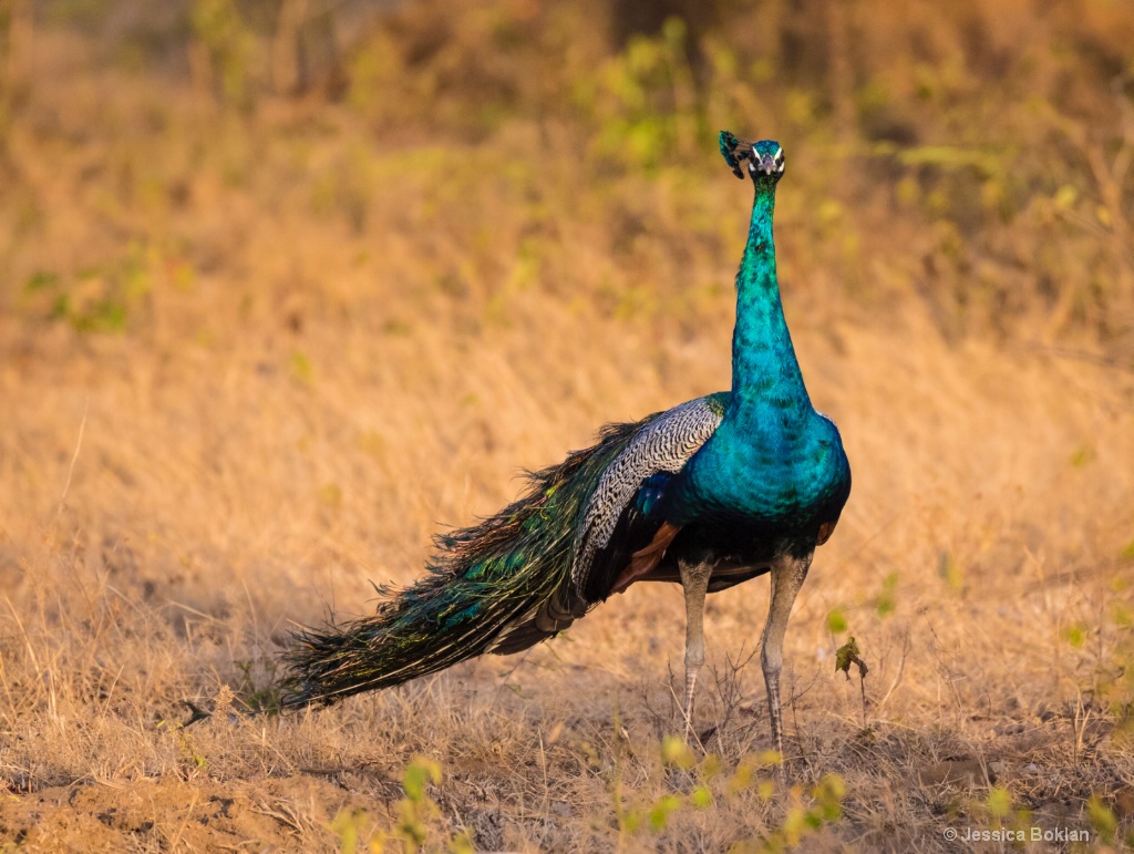 Wind-blowned Peacock